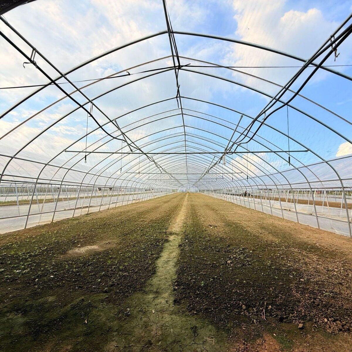 AGGHEMP green house Solutions&wholesale - Image 2